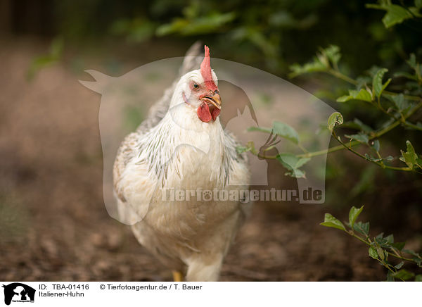 Italiener-Huhn / Italian chicken / TBA-01416