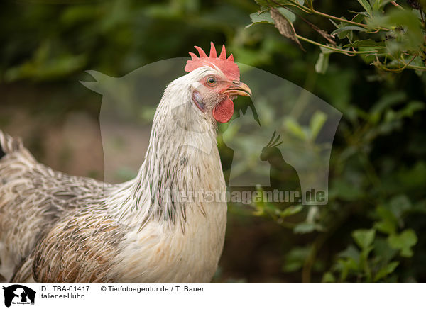 Italiener-Huhn / Italian chicken / TBA-01417