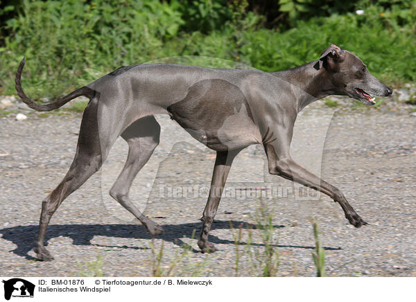 Italienisches Windspiel / Italian greyhound / BM-01876