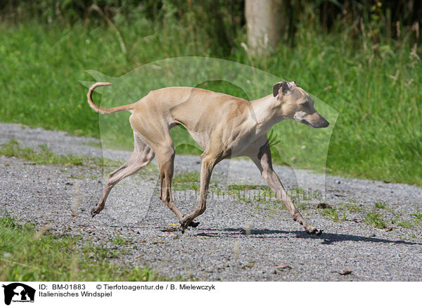 Italienisches Windspiel / Italian greyhound / BM-01883
