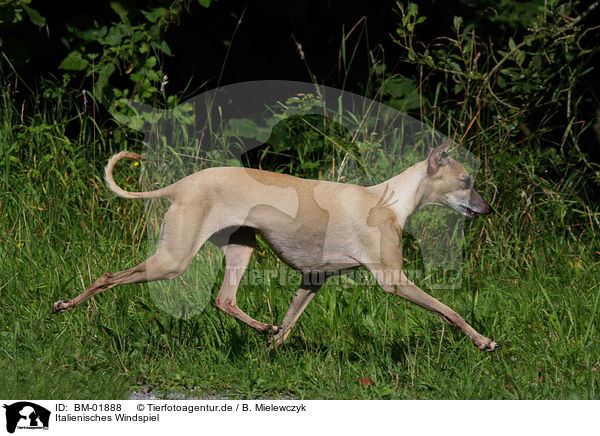 Italienisches Windspiel / Italian greyhound / BM-01888
