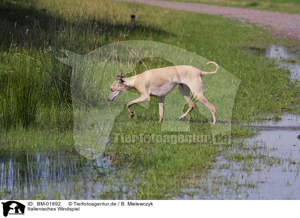 Italienisches Windspiel / Italian greyhound / BM-01892