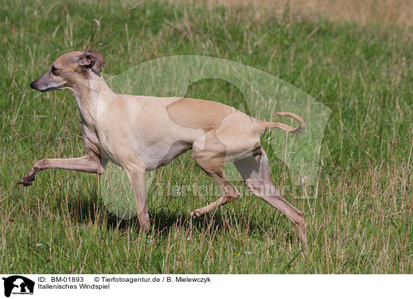 Italienisches Windspiel / Italian greyhound / BM-01893