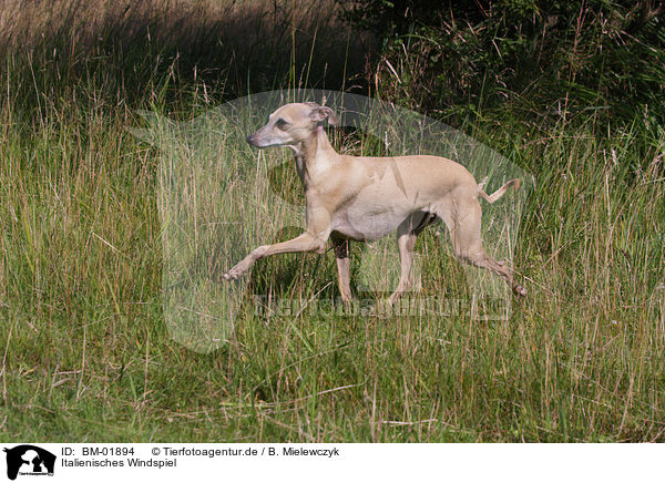 Italienisches Windspiel / Italian greyhound / BM-01894