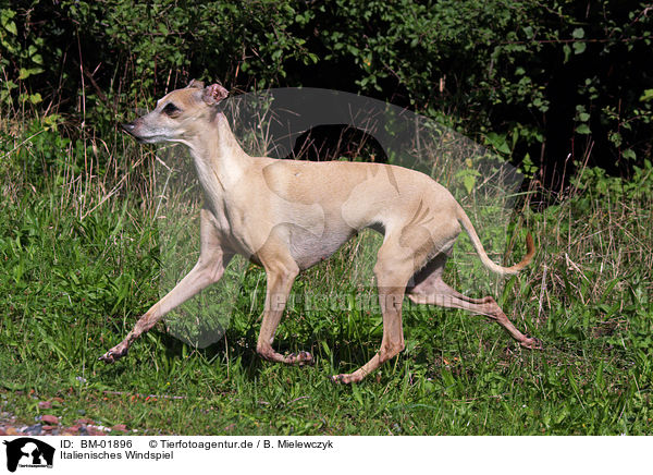 Italienisches Windspiel / Italian greyhound / BM-01896