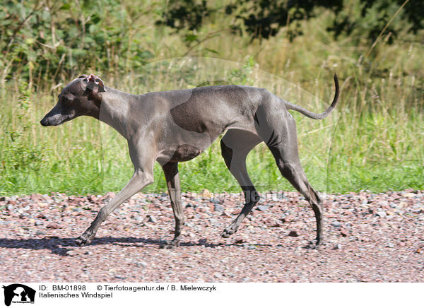 Italienisches Windspiel / Italian greyhound / BM-01898