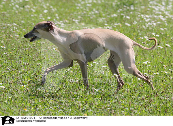 Italienisches Windspiel / Italian greyhound / BM-01904