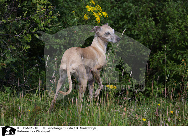 Italienisches Windspiel / Italian greyhound / BM-01910