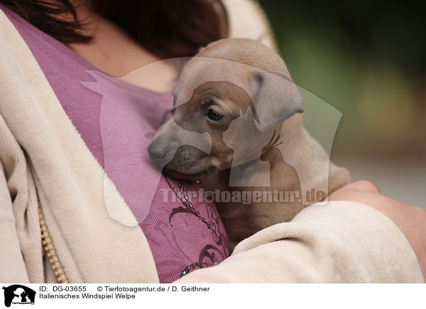 Italienisches Windspiel Welpe / Italian Greyhound puppy / DG-03655