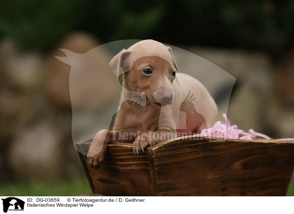 Italienisches Windspiel Welpe / Italian Greyhound puppy / DG-03659