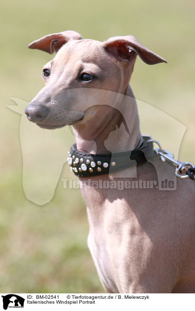 Italienisches Windspiel Portrait / Italian Greyhound Portrait / BM-02541
