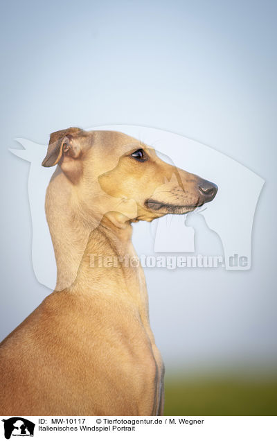Italienisches Windspiel Portrait / Italian Greyhound Portrait / MW-10117