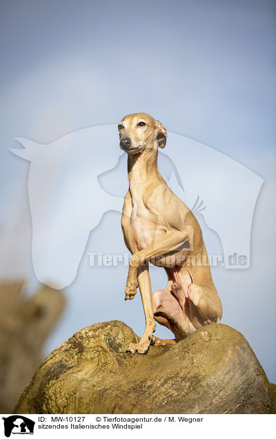 sitzendes Italienisches Windspiel / sitting Italian Greyhound / MW-10127