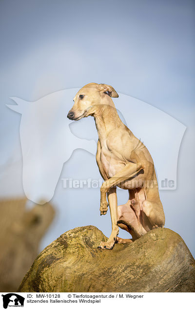 sitzendes Italienisches Windspiel / sitting Italian Greyhound / MW-10128