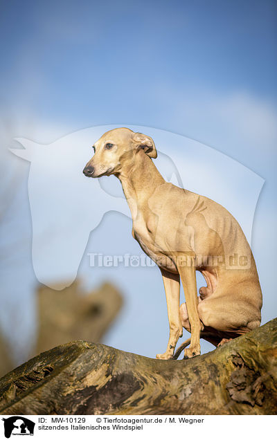 sitzendes Italienisches Windspiel / sitting Italian Greyhound / MW-10129