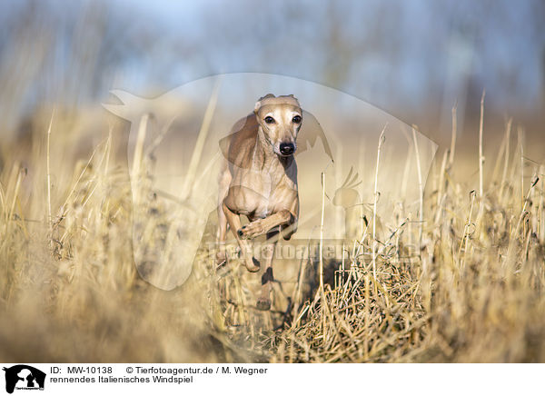 rennendes Italienisches Windspiel / running Italian Greyhound / MW-10138