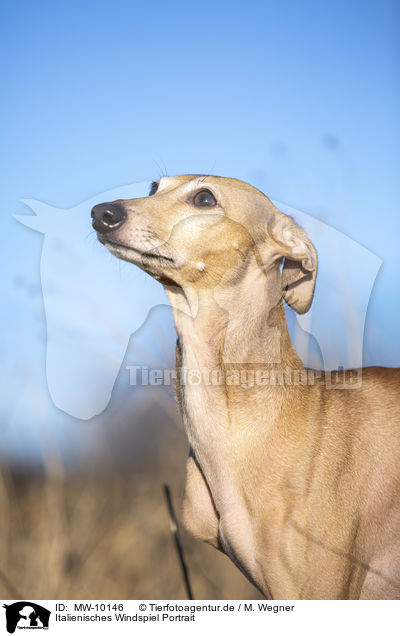 Italienisches Windspiel Portrait / Italian Greyhound Portrait / MW-10146