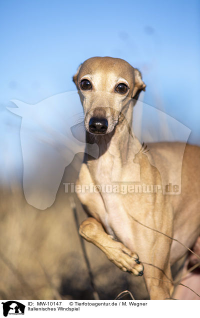 Italienisches Windspiel / Italian Greyhound / MW-10147