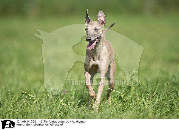 rennender Italienisches Windspiel / running Italian Greyhound / AH-01294