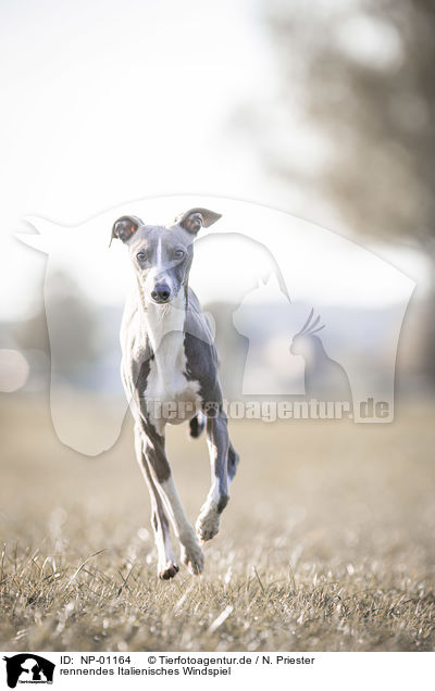 rennendes Italienisches Windspiel / running Italian Greyhound / NP-01164