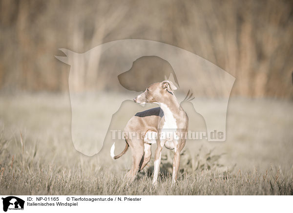 Italienisches Windspiel / Italian Greyhound / NP-01165
