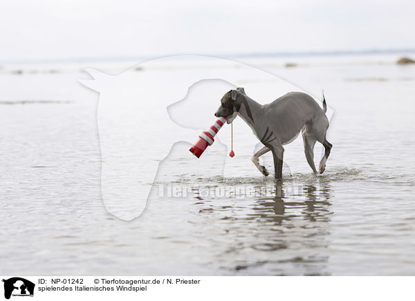 spielendes Italienisches Windspiel / playing Italian Greyhound / NP-01242