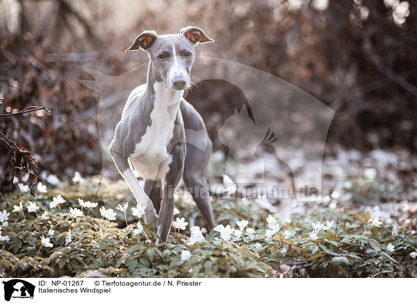 Italienisches Windspiel / Italian Greyhound / NP-01267