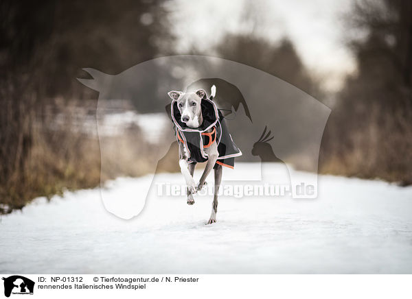 rennendes Italienisches Windspiel / running Italian Greyhound / NP-01312