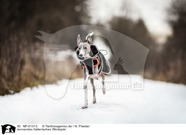 rennendes Italienisches Windspiel / running Italian Greyhound / NP-01313