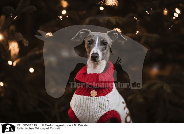 Italienisches Windspiel Portrait / Italian Greyhound portrait / NP-01319