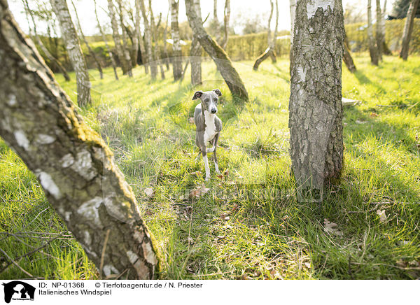 Italienisches Windspiel / Italian Greyhound / NP-01368