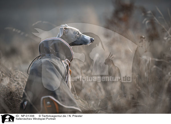 Italienisches Windspiel Portrait / Italian Greyhound portrait / NP-01398