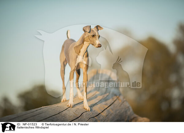 Italienisches Windspiel / Italian Greyhound / NP-01523