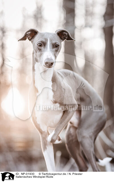 Italienisches Windspiel Rde / male Italian greyhound / NP-01930