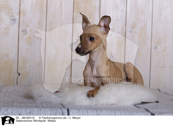 Italienisches Windspiel  Welpe / Italian Greyhound puppy / JM-06019