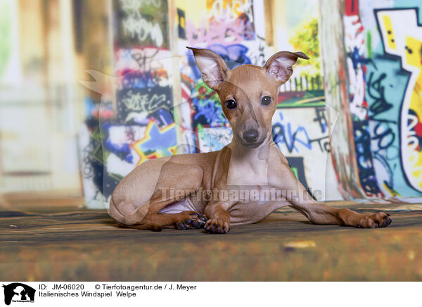 Italienisches Windspiel  Welpe / Italian Greyhound puppy / JM-06020