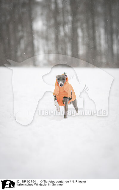 Italienisches Windspiel im Schnee / Italian Greyhound in the snow / NP-02754