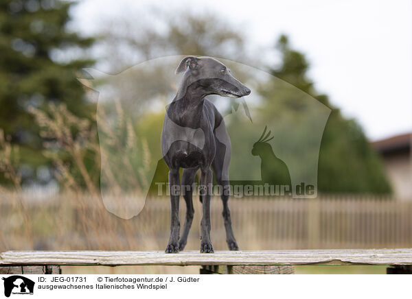 ausgewachsenes Italienisches Windspiel / adult Italian Greyhound / JEG-01731