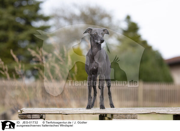 ausgewachsenes Italienisches Windspiel / adult Italian Greyhound / JEG-01732