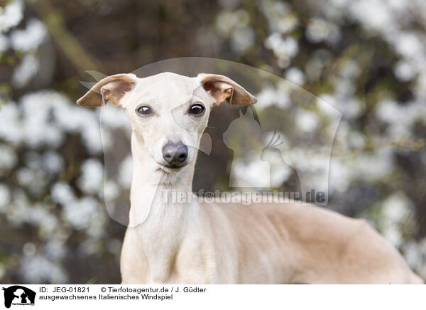 ausgewachsenes Italienisches Windspiel / adult Italian Greyhound / JEG-01821