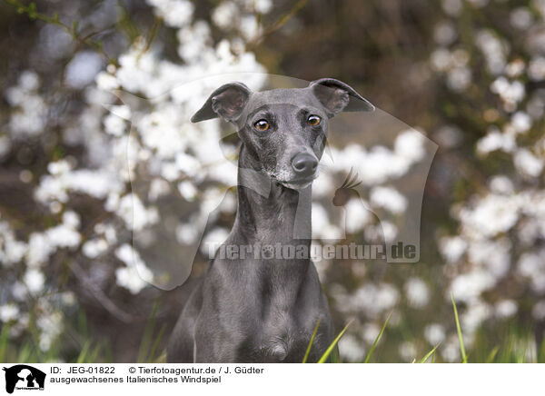 ausgewachsenes Italienisches Windspiel / adult Italian Greyhound / JEG-01822