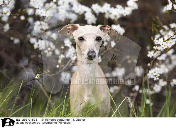 ausgewachsenes Italienisches Windspiel / adult Italian Greyhound / JEG-01823