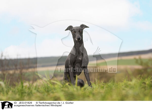 ausgewachsenes Italienisches Windspiel / adult Italian Greyhound / JEG-01826