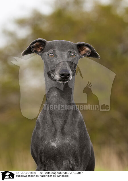 ausgewachsenes Italienisches Windspiel / adult Italian Greyhound / JEG-01830