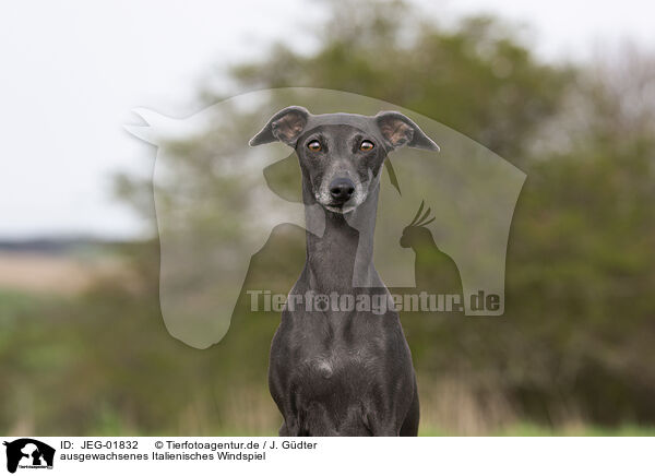 ausgewachsenes Italienisches Windspiel / adult Italian Greyhound / JEG-01832