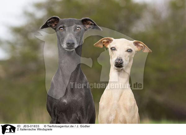 2 Italienische Windspiele / 2 Italian Greyhounds / JEG-01833