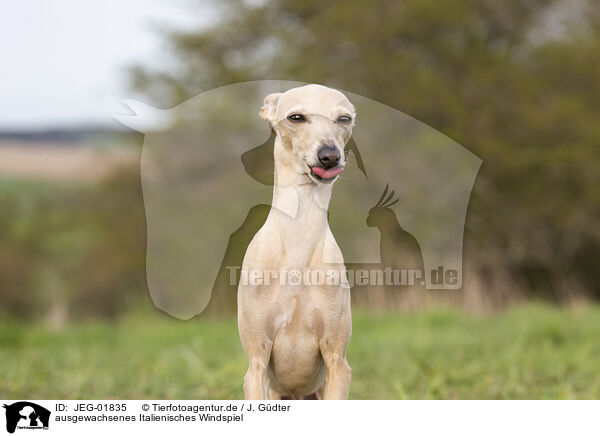 ausgewachsenes Italienisches Windspiel / adult Italian Greyhound / JEG-01835