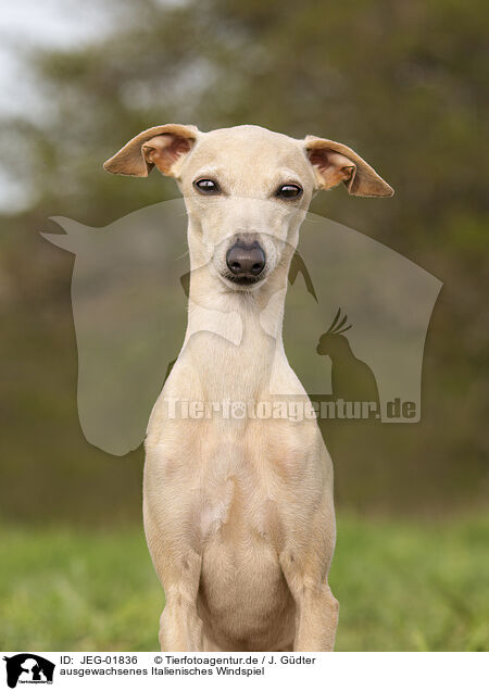 ausgewachsenes Italienisches Windspiel / adult Italian Greyhound / JEG-01836