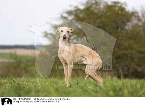ausgewachsenes Italienisches Windspiel / adult Italian Greyhound / JEG-01838
