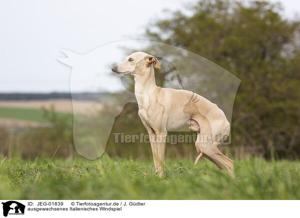 ausgewachsenes Italienisches Windspiel / adult Italian Greyhound / JEG-01839